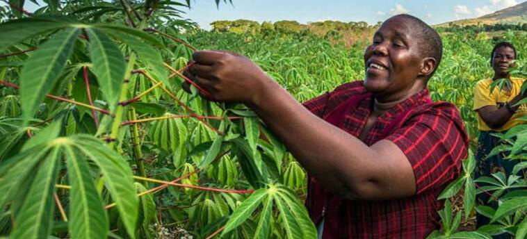 Ligne de production d'amidon de manioc Goodway