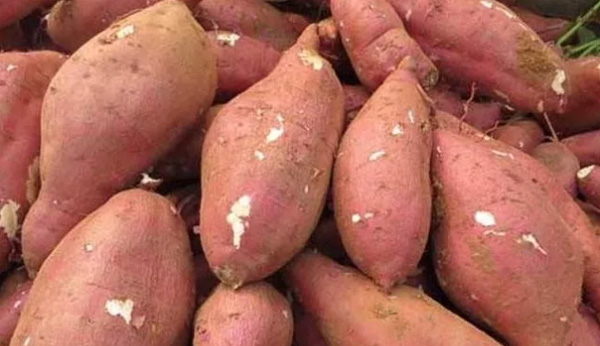 Comment acheter Et sélectionnez la patate douce qui est utilisée pour le traitement de l'amidon ?