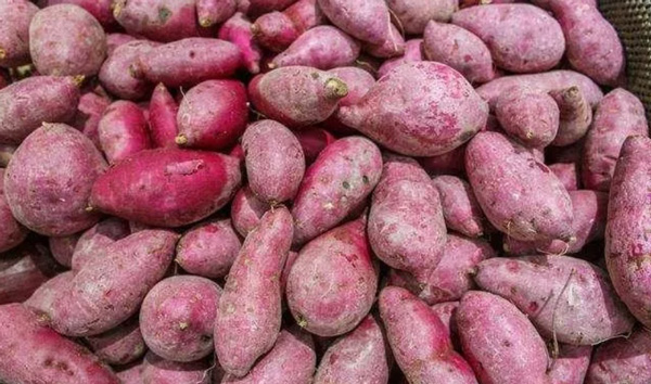 Dans le Production d'amidon de patate douce, qu'adviendra-t-il des patates douces ?