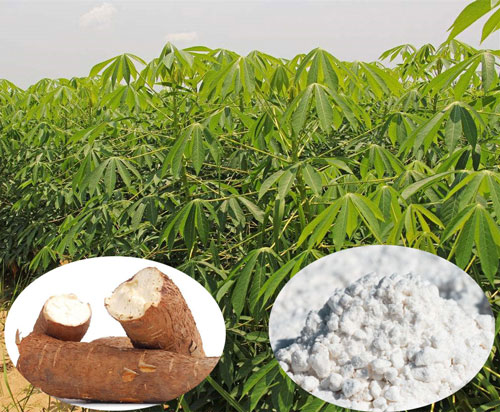 20t/j ligne de production de farine de manioc installée en Afrique