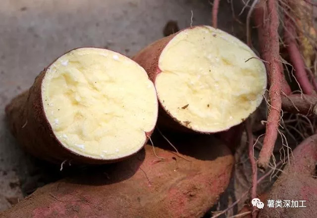 Équipement de traitement de l'amidon de manioc